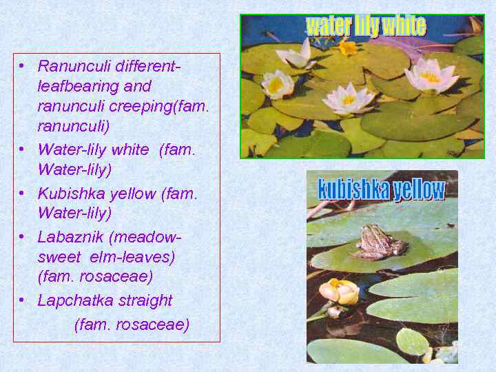  • Ranunculi differentleafbearing and ranunculi creeping(fam. ranunculi) • Water-lily white (fam. Water-lily) •