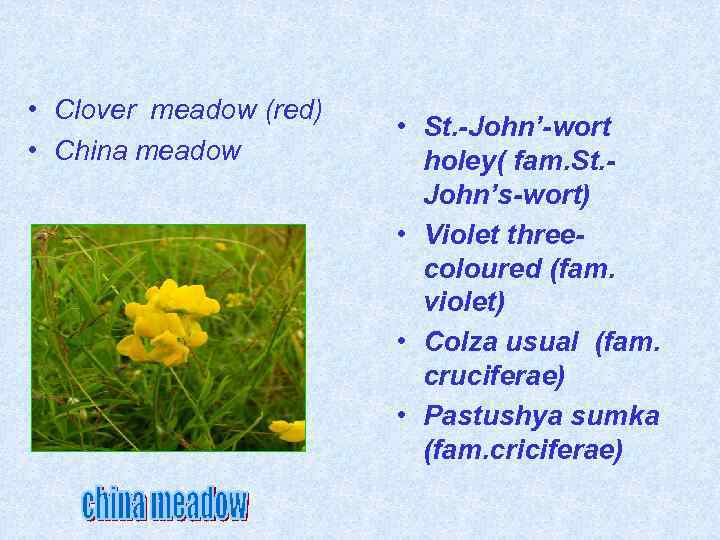  • Clover meadow (red) • China meadow • St. -John’-wort holey( fam. St.