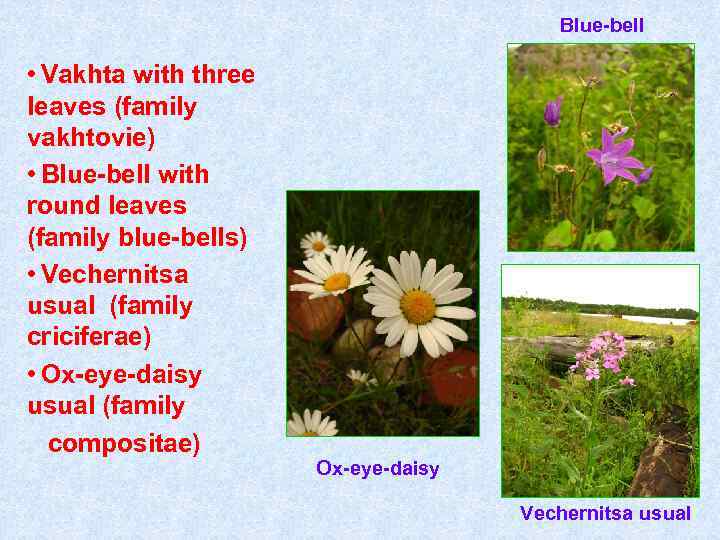 Blue-bell • Vakhta with three leaves (family vakhtovie) • Blue-bell with round leaves (family