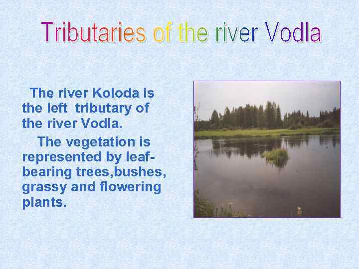 The river Koloda is the left tributary of the river Vodla. The vegetation is