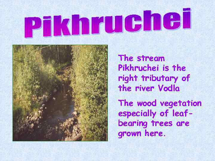 The stream Pikhruchei is the right tributary of the river Vodla The wood vegetation