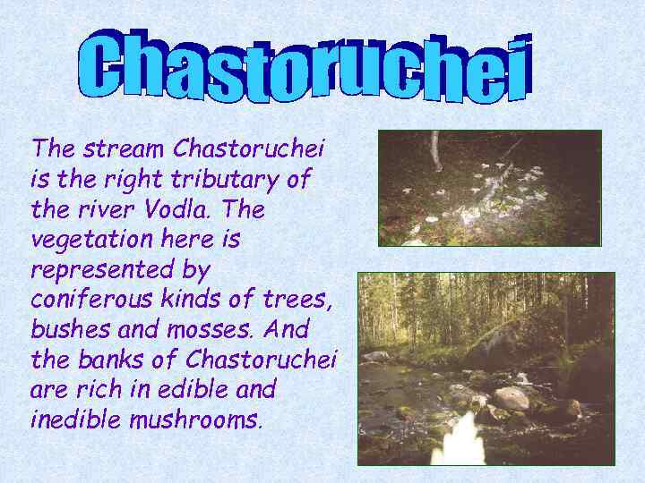 The stream Chastoruchei is the right tributary of the river Vodla. The vegetation here