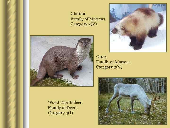 Glutton. Family of Martens. Category 2(V) Otter. Family of Martens. Category 2(V) Wood North