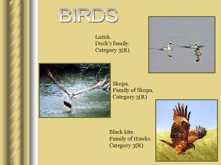 Lutok. Duck’s family. Category 3(R) Skopa. Family of Skopa. Category 3(R) Black kite. Family