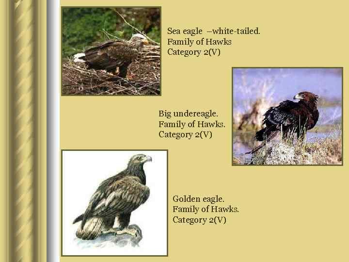 Sea eagle –white-tailed. Family of Hawks Category 2(V) Big undereagle. Family of Hawks. Category