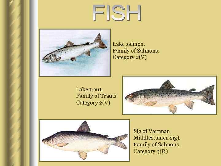 Lake salmon. Family of Salmons. Category 2(V) Lake traut. Family of Trauts. Category 2(V)