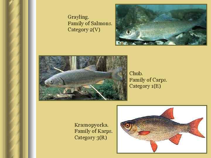 Grayling. Family of Salmons. Category 2(V) Chub. Family of Carps. Category 1(E) Krasnopyorka. Family