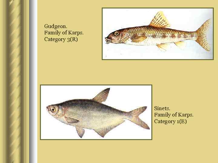 Gudgeon. Family of Karps. Category 3(R) Sinets. Family of Karps. Category 1(E) 