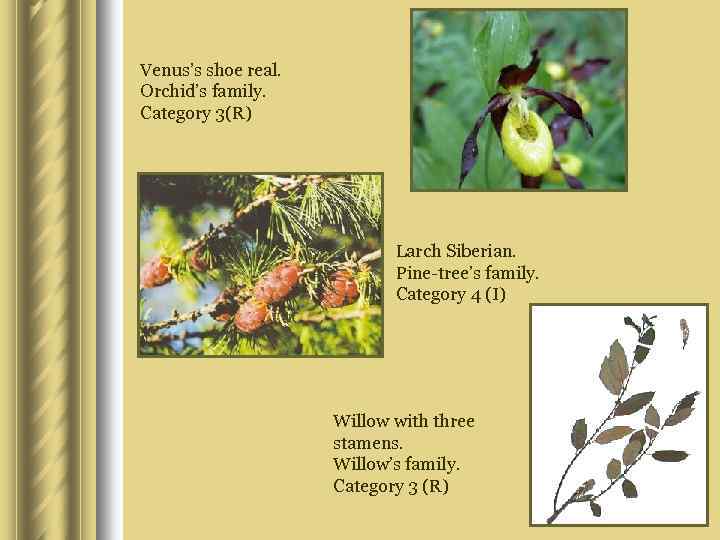 Venus’s shoe real. Orchid’s family. Category 3(R) Larch Siberian. Pine-tree’s family. Category 4 (I)