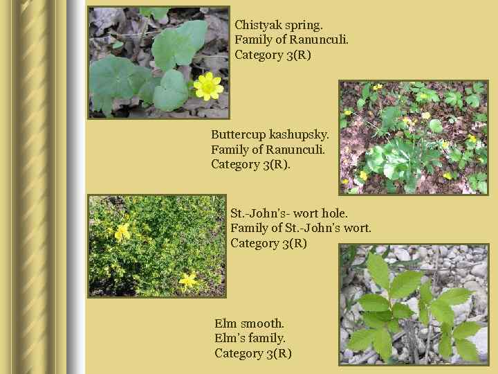 Chistyak spring. Family of Ranunculi. Category 3(R) Buttercup kashupsky. Family of Ranunculi. Category 3(R).