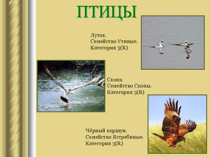 Луток. Семейство Утиные. Категория 3(R) Скопа. Семейство Скопы. Категория 3(R) Чёрный коршун. Семейство Ястребиные.