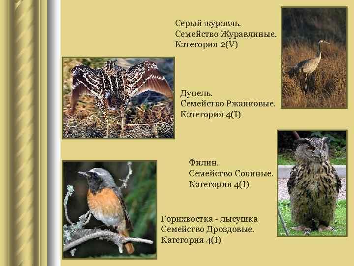 Серый журавль. Семейство Журавлиные. Категория 2(V) Дупель. Семейство Ржанковые. Категория 4(I) Филин. Семейство Совиные.