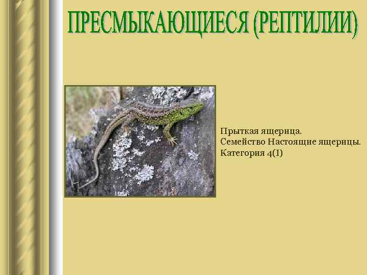 Прыткая ящерица. Семейство Настоящие ящерицы. Категория 4(I) 