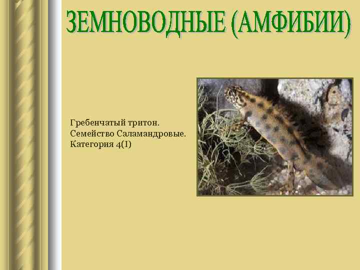 Гребенчатый тритон. Семейство Саламандровые. Категория 4(I) 