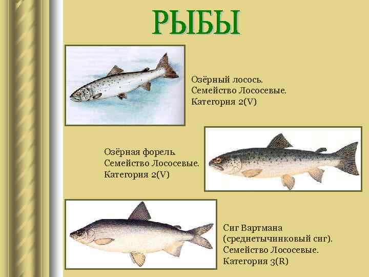 Озёрный лосось. Семейство Лососевые. Категория 2(V) Озёрная форель. Семейство Лососевые. Категория 2(V) Сиг Вартмана
