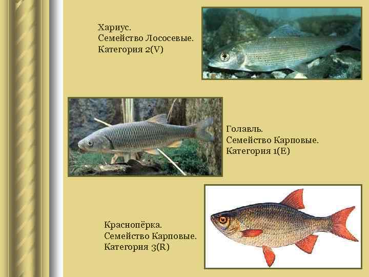 Хариус. Семейство Лососевые. Категория 2(V) Голавль. Семейство Карповые. Категория 1(E) Краснопёрка. Семейство Карповые. Категория