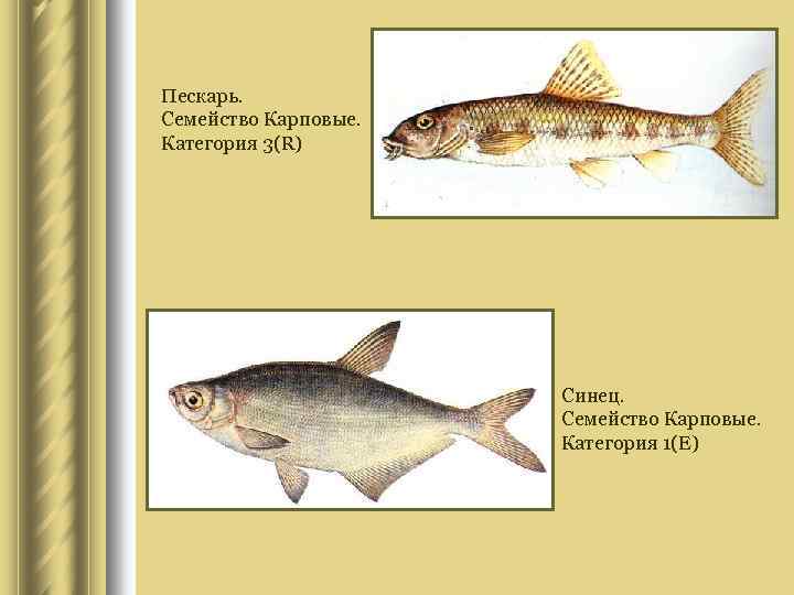 Пескарь. Семейство Карповые. Категория 3(R) Синец. Семейство Карповые. Категория 1(E) 