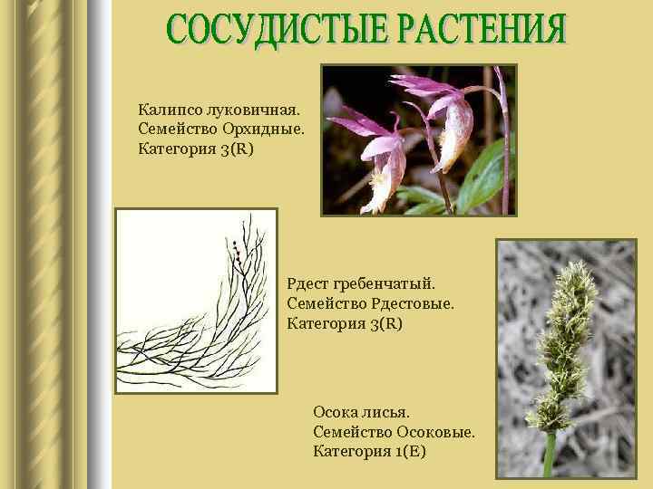 Калипсо луковичная. Семейство Орхидные. Категория 3(R) Рдест гребенчатый. Семейство Рдестовые. Категория 3(R) Осока лисья.