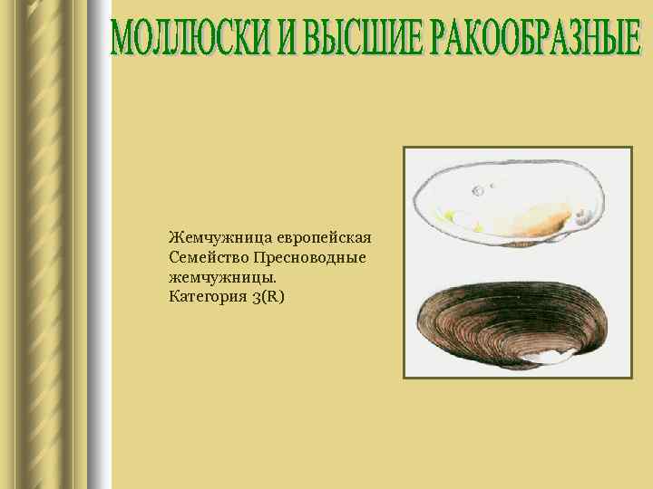 Жемчужница европейская Семейство Пресноводные жемчужницы. Категория 3(R) 