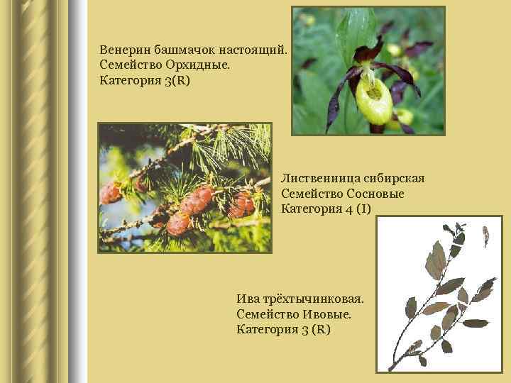 Венерин башмачок настоящий. Семейство Орхидные. Категория 3(R) Лиственница сибирская Семейство Сосновые Категория 4 (I)