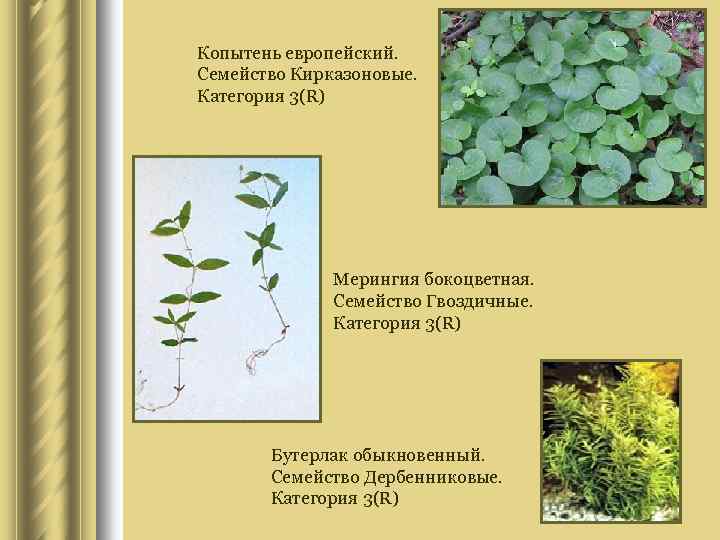 Копытень европейский. Семейство Кирказоновые. Категория 3(R) Мерингия бокоцветная. Семейство Гвоздичные. Категория 3(R) Бутерлак обыкновенный.