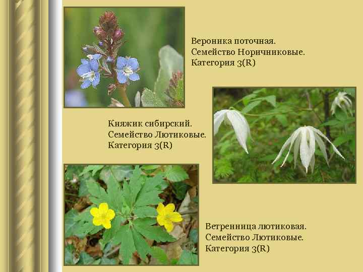 Вероника поточная. Семейство Норичниковые. Категория 3(R) Княжик сибирский. Семейство Лютиковые. Категория 3(R) Ветренница лютиковая.