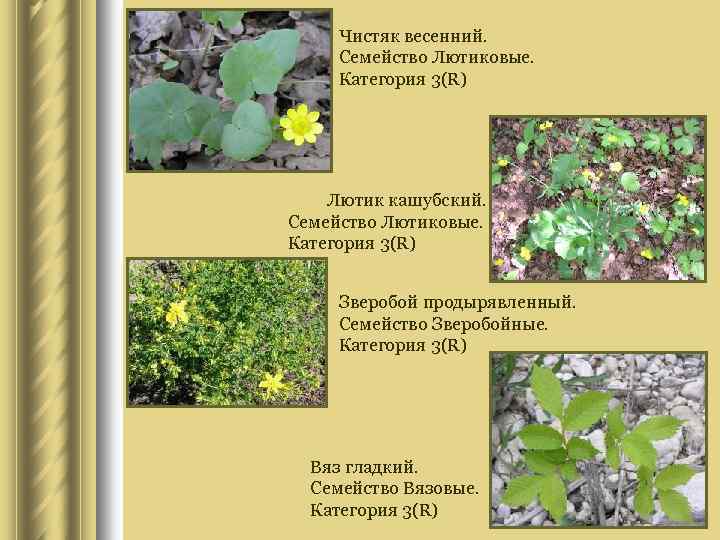 Чистяк весенний. Семейство Лютиковые. Категория 3(R) Лютик кашубский. Семейство Лютиковые. Категория 3(R) Зверобой продырявленный.