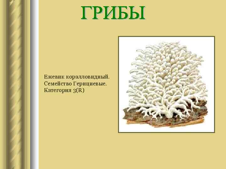 Ежевик коралловидный. Семейство Герициевые. Категория 3(R) 