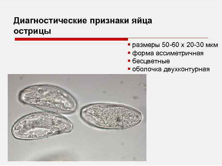 Диагностические признаки яйца острицы § размеры 50 -60 х 20 -30 мкм § форма