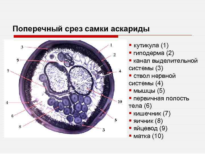 Поперечный срез самки аскариды § кутикула (1) § гиподерма (2) § канал выделительной системы