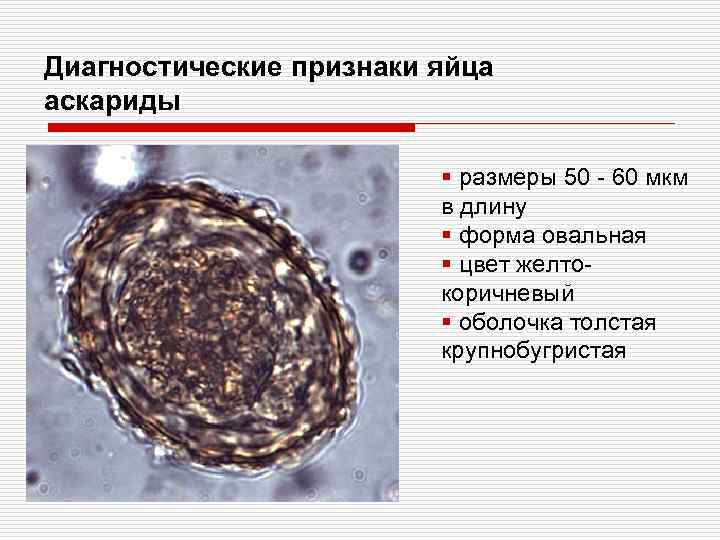 Диагностические признаки яйца аскариды § размеры 50 - 60 мкм в длину § форма