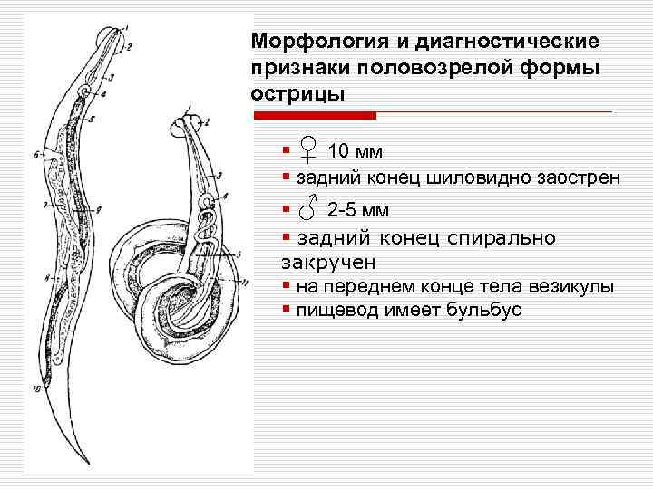 Морфология и диагностические признаки половозрелой формы острицы § ♀ 10 мм § задний конец