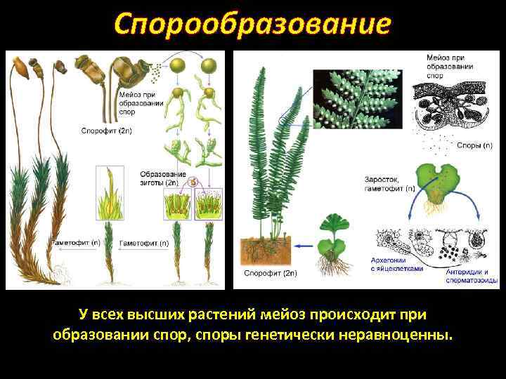 Формы спор растений. Спорообразование размножение. Спорообразование у высших растений.
