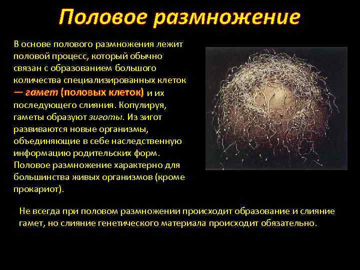 Половое размножение В основе полового размножения лежит половой процесс, который обычно связан с образованием