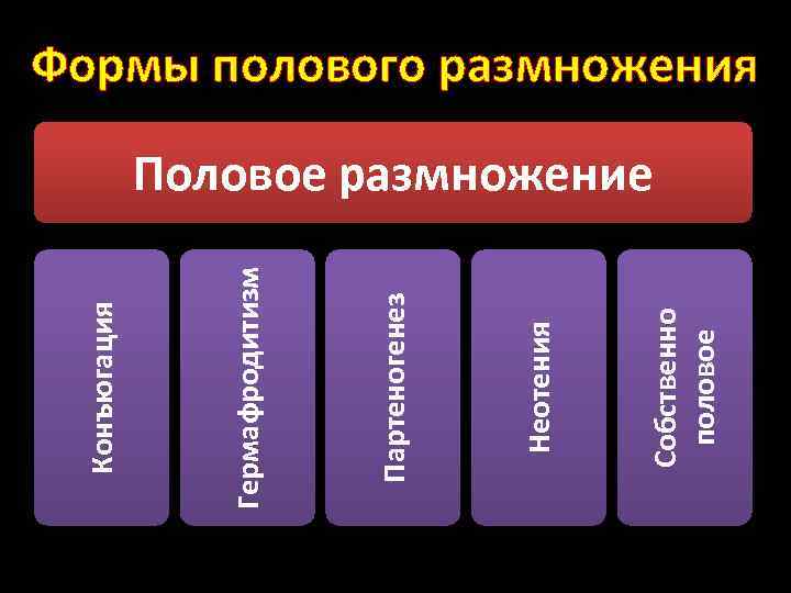 Собственно половое Неотения Партеногенез Гермафродитизм Конъюгация Формы полового размножения Половое размножение 