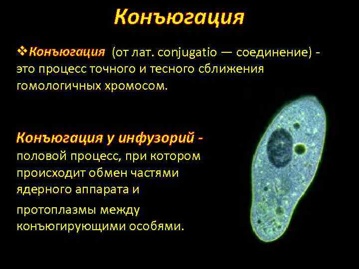 Что такое конъюгация в биологии. Конъюгация. Конъюгация примеры. Процесс конъюгации. Конъюгация это в биологии.