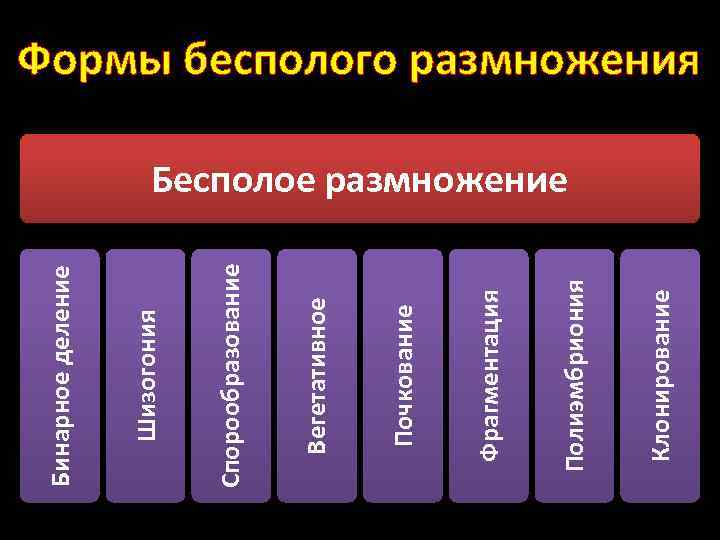 Клонирование Полиэмбриония Фрагментация Почкование Вегетативное Спорообразование Шизогония Бинарное деление Формы бесполого размножения Бесполое размножение