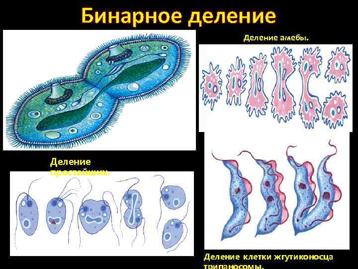 Бинарное деление