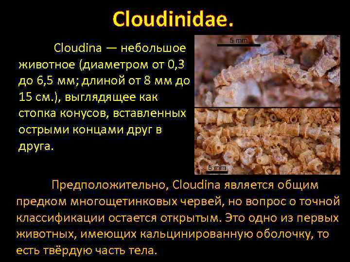 Cloudinidae. Cloudina — небольшое животное (диаметром от 0, 3 до 6, 5 мм; длиной