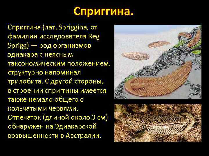 Сприггина (лат. Spriggina, от фамилии исследователя Reg Sprigg) — род организмов эдиакара с неясным