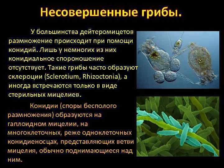 Несовершенные грибы. У большинства дейтеромицетов размножение происходит при помощи конидий. Лишь у немногих из