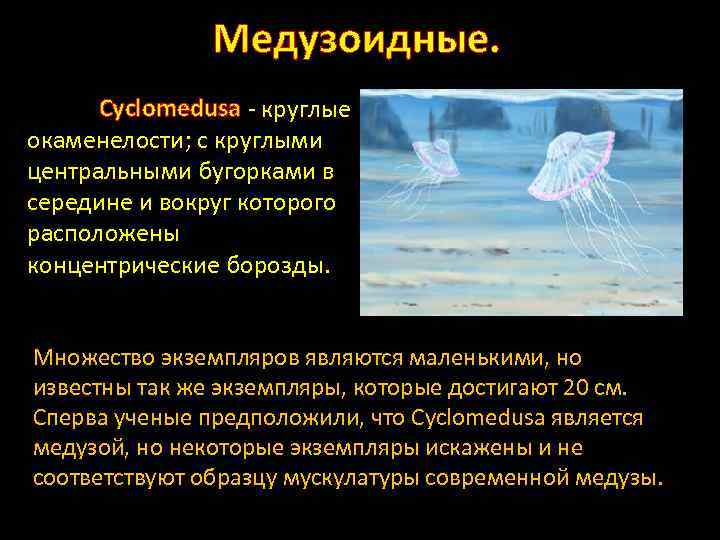 Медузоидные. Cyclomedusa - круглые окаменелости; с круглыми центральными бугорками в середине и вокруг которого