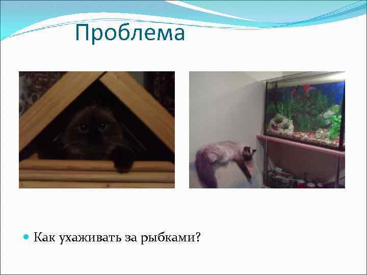 Проблема Как ухаживать за рыбками? 