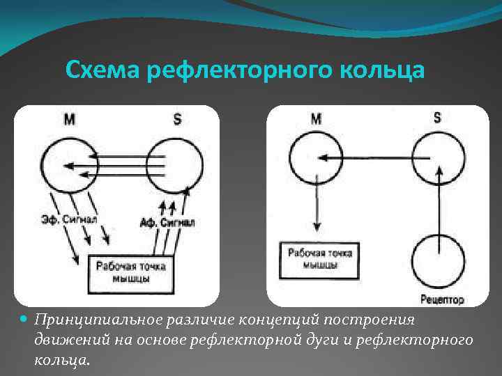 Классическая схема рефлекторной дуги по отношению к схеме рефлекторного кольца