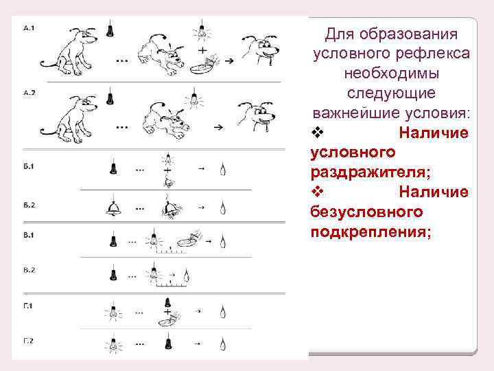 Для образования условного рефлекса необходимы следующие важнейшие условия: v Наличие условного раздражителя; v Наличие