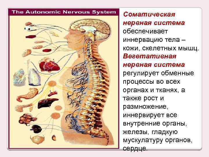 Иннервирует кожу и скелетные мышцы соматическая