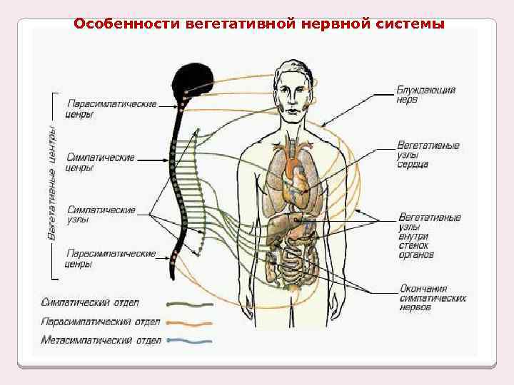 Особенности вегетативной нервной системы 