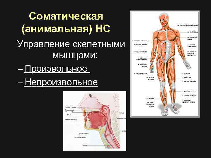 Скелетная мышца нервная система