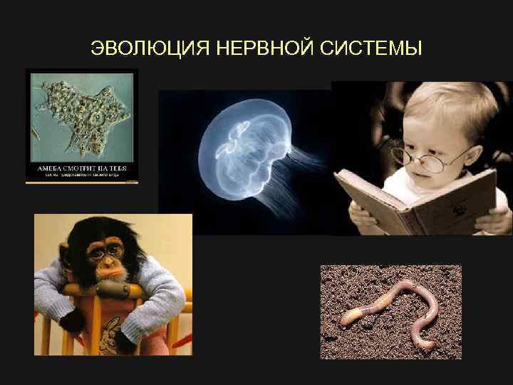 ЭВОЛЮЦИЯ НЕРВНОЙ СИСТЕМЫ 