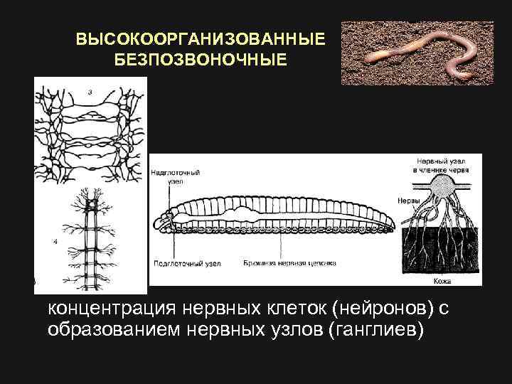 ВЫСОКООРГАНИЗОВАННЫЕ БЕЗПОЗВОНОЧНЫЕ концентрация нервных клеток (нейронов) с образованием нервных узлов (ганглиев) 